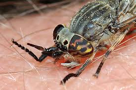 Attēlu rezultāti vaicājumam “Tabanidae”