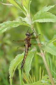 Attēlu rezultāti vaicājumam “Epitheca bimaculata”