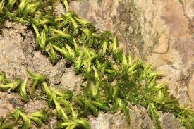 Attēlu rezultāti vaicājumam “Homalothecium sericeum”