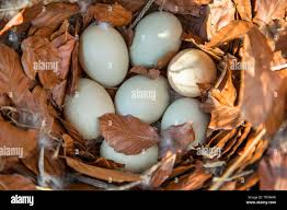 Attēlu rezultāti vaicājumam “Anas platyrhynchos eggs”