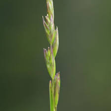Attēlu rezultāti vaicājumam “Danthonia decumbens bud”