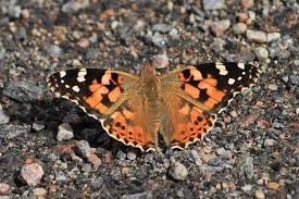 Attēlu rezultāti vaicājumam “Vanessa cardui upperside”