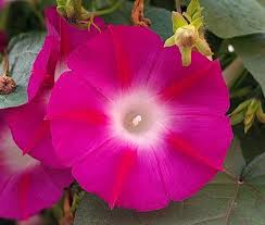 Image result for Ipomoea purpurea