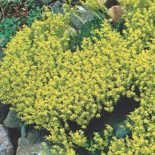Image result for Sedum acre