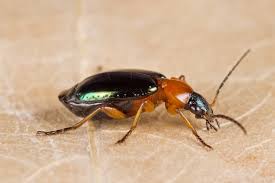 Attēlu rezultāti vaicājumam “Lebia chlorocephala”