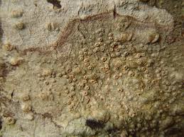 Attēlu rezultāti vaicājumam “Thelotrema lepadinum”