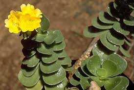 Attēlu rezultāti vaicājumam “Portulacaceae”