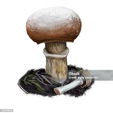 Attēlu rezultāti vaicājumam “Rozites caperata”