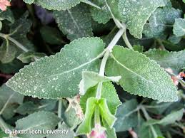 Attēlu rezultāti vaicājumam “Salvia nemorosa leaf”