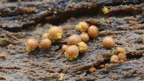 Attēlu rezultāti vaicājumam “Perichaena corticalis macro”