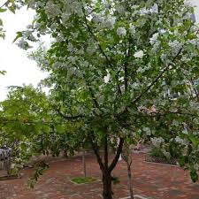 Attēlu rezultāti vaicājumam “Malus baccata”