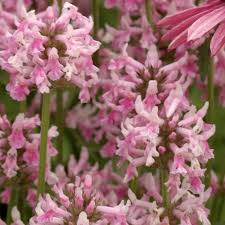 Attēlu rezultāti vaicājumam “Stachys officinalis”