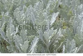Image result for Chrysanthemum ptarmiciflorum