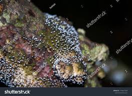 Attēlu rezultāti vaicājumam “Didymium aggregatum”