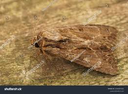 Attēlu rezultāti vaicājumam “Apamea monoglypha”