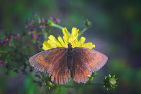 Attēlu rezultāti vaicājumam “Erebia ligea”