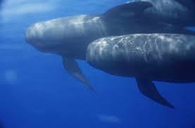 Image result for Globicephala melas