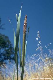 Attēlu rezultāti vaicājumam “Typha latifolia”