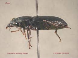 Attēlu rezultāti vaicājumam “Pterostichus sp.”