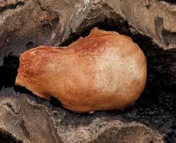 Attēlu rezultāti vaicājumam “Fuligo leviderma”