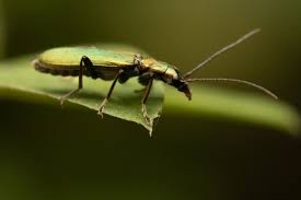 Attēlu rezultāti vaicājumam “Chrysanthia viridissima”