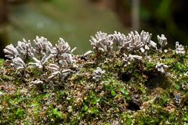 Attēlu rezultāti vaicājumam “Collaria arcyrionema stalked”