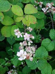 Attēlu rezultāti vaicājumam “Rubus plicatus flower”