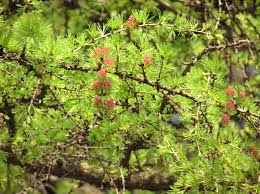 Attēlu rezultāti vaicājumam “Larix decidua var. polonica”