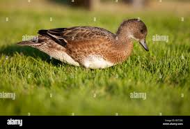 Attēlu rezultāti vaicājumam “Anas penelope”