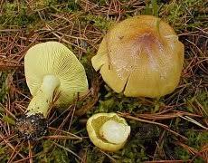 Attēlu rezultāti vaicājumam “Tricholoma flavovirens”