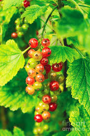 Attēlu rezultāti vaicājumam “Ribes rubrum fruit”