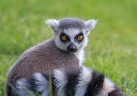 lemur ile ilgili görsel sonucu