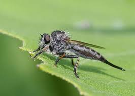 Attēlu rezultāti vaicājumam “Asilidae”
