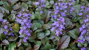 Attēlu rezultāti vaicājumam “Ajuga genevensis leaf”