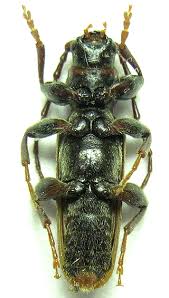 Attēlu rezultāti vaicājumam “Tetropium fuscum”