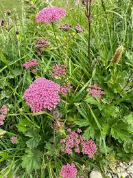 Image result for Pimpinella major