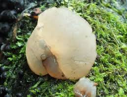 Attēlu rezultāti vaicājumam “Neobulgaria pura”