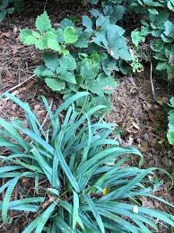 Attēlu rezultāti vaicājumam “Carex dioica male flower”