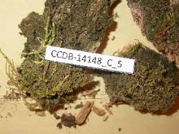 Attēlu rezultāti vaicājumam “Lophozia ascendens”