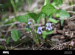 Attēlu rezultāti vaicājumam “Viola mirabilis”