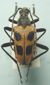 Attēlu rezultāti vaicājumam “Pachyta quadrimaculata”