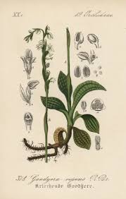 Attēlu rezultāti vaicājumam “Goodyera repens”