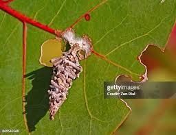 Attēlu rezultāti vaicājumam “Psychidae”