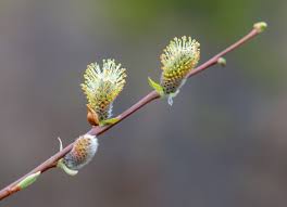 Attēlu rezultāti vaicājumam “Salix triandra male flower”