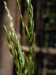 Attēlu rezultāti vaicājumam “Poa palustris”