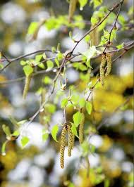 Attēlu rezultāti vaicājumam “Betula pendula flower”