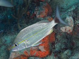 Image result for Haemulon aurolineatum