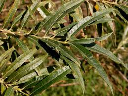 Attēlu rezultāti vaicājumam “Salix triandra”