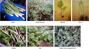 Attēlu rezultāti vaicājumam “Silene otites fruit”