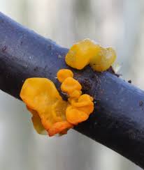 Attēlu rezultāti vaicājumam “Tremella mesenterica”